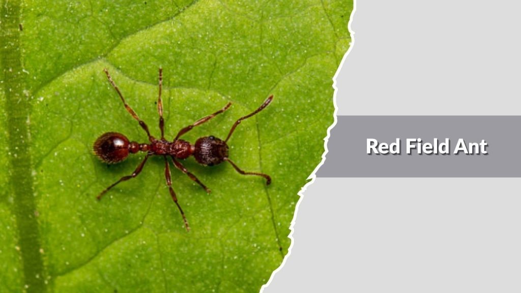 Red Field Ant