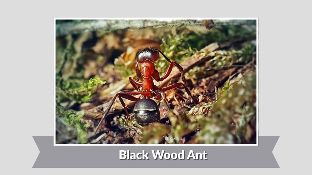 Black Wood Ant