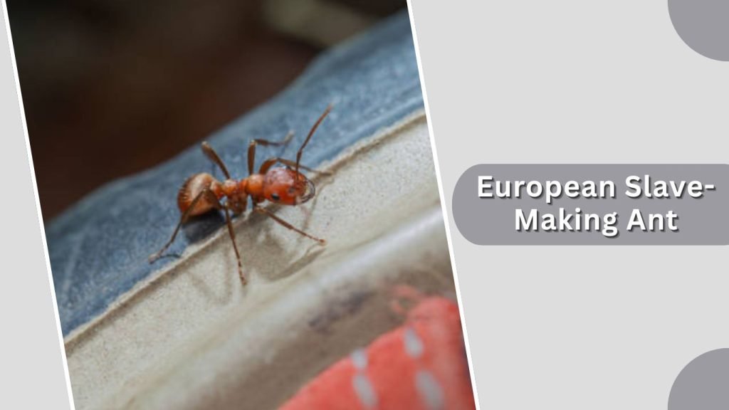 European Slave-Making Ant