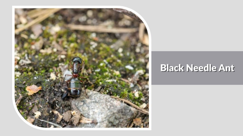 Black Needle Ant
