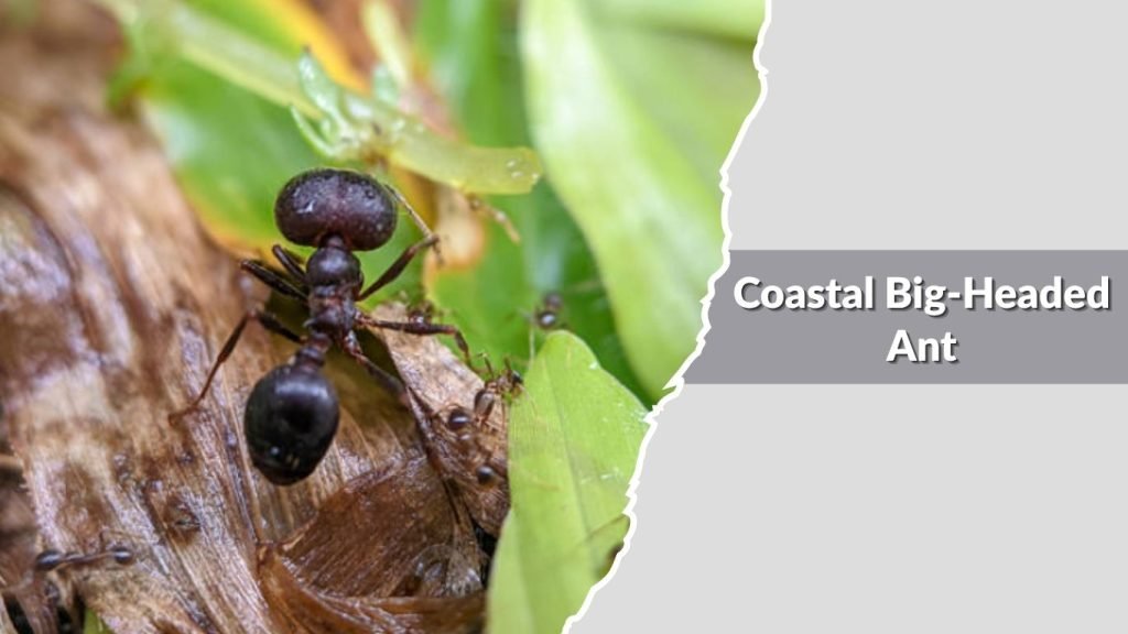 Coastal Big-Headed Ant