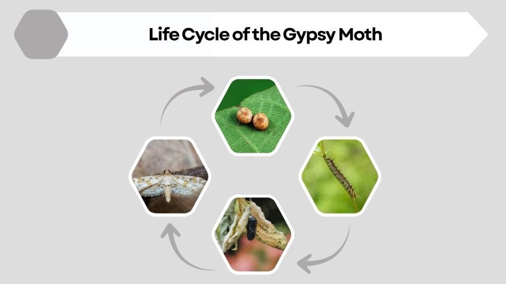 Life Cycle of the Gypsy Moth