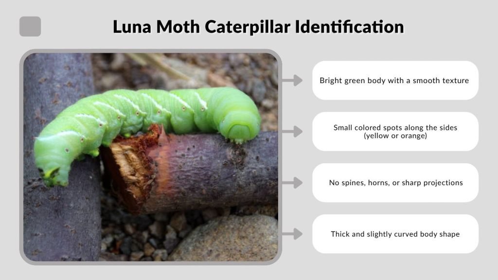 Luna Moth Caterpillar Identification