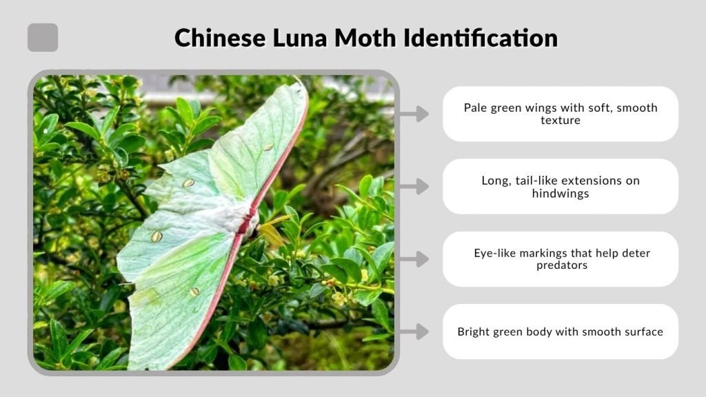 Chinese Luna Moth Identification