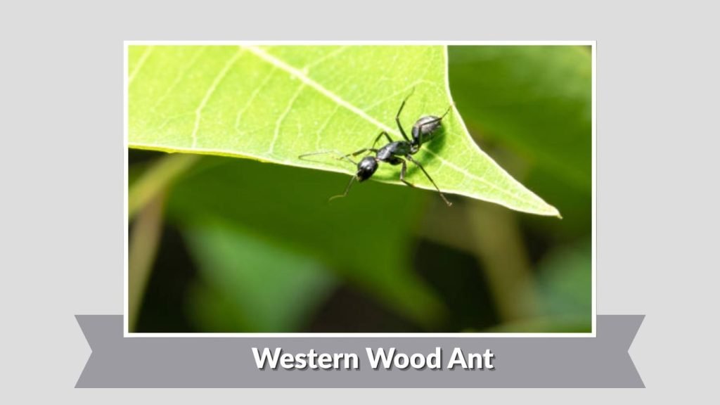 Western Wood Ant