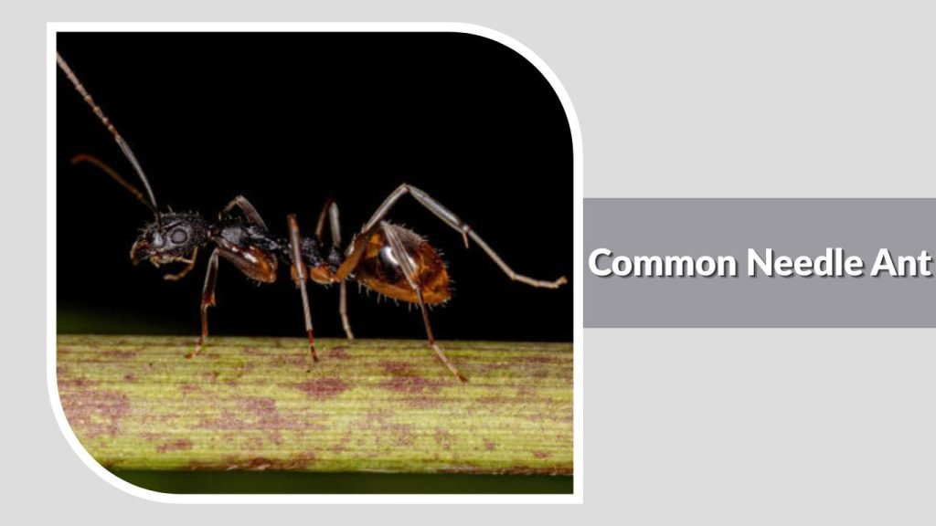 Common Needle Ant