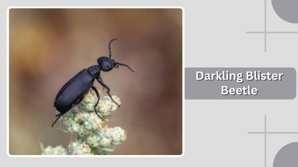 Darkling Blister Beetle