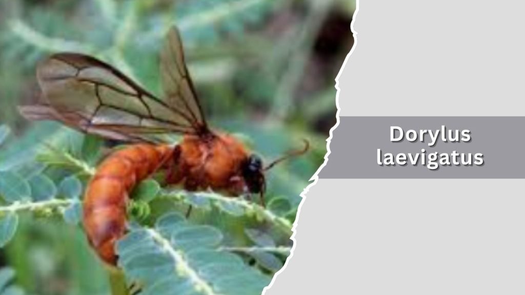  Dorylus laevigatus
