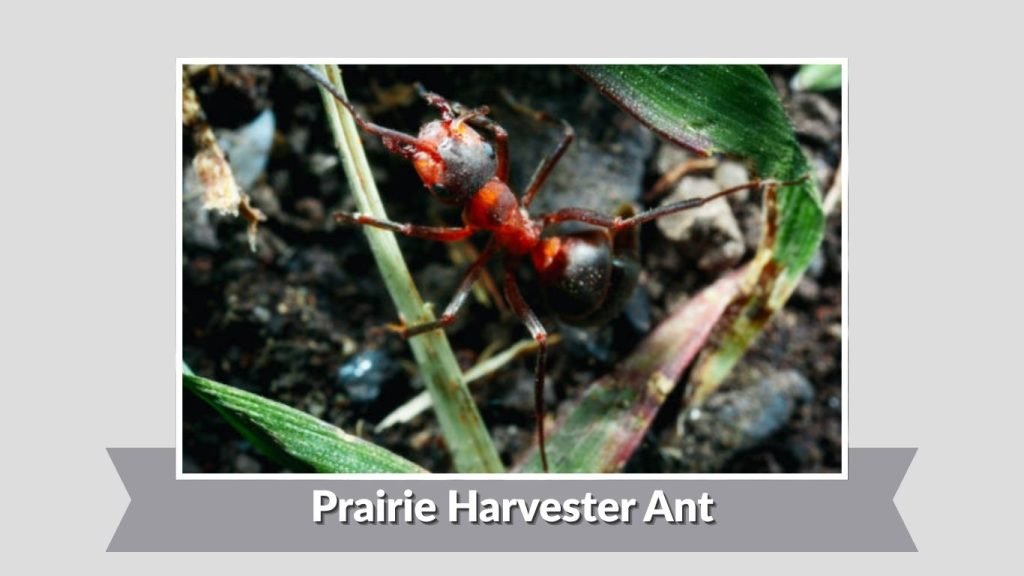 Prairie Harvester Ant