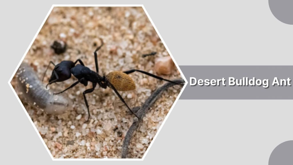 Desert Bulldog Ant