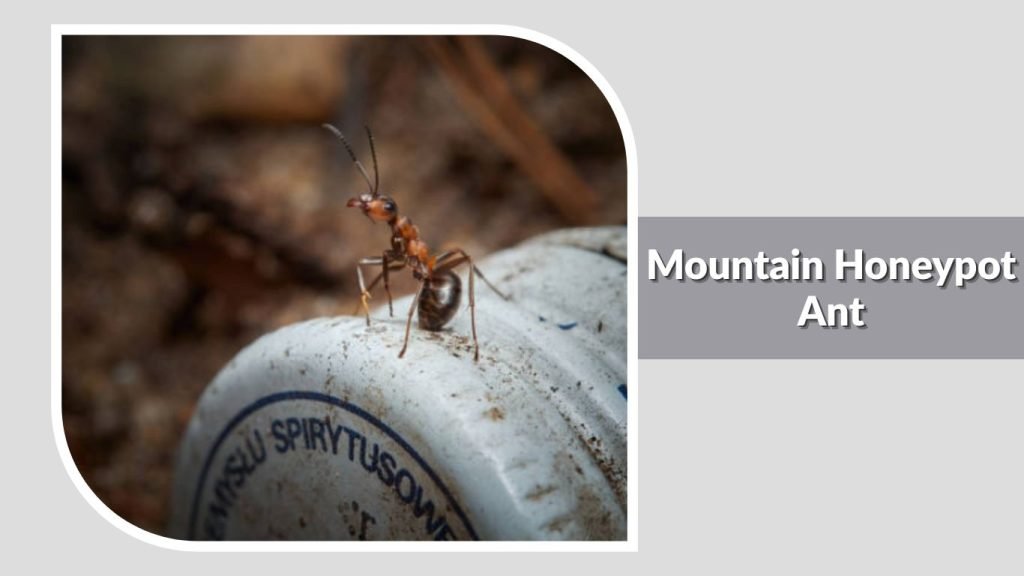 Mountain Honeypot Ant