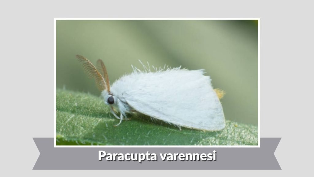 Paracupta varennesi