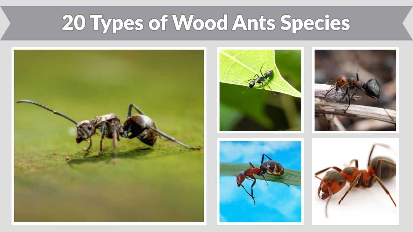 20 Types of Wood Ants Species Identification with Pictures