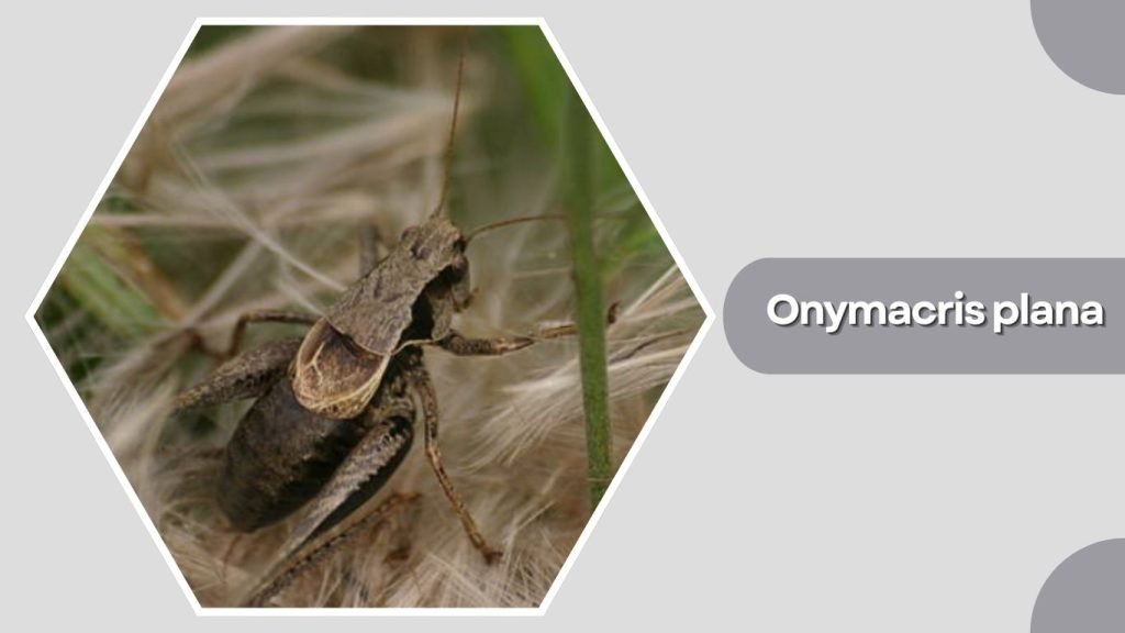 Onymacris plana