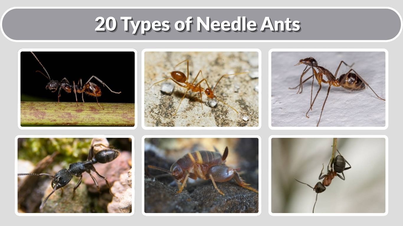 20 Types of Needle Ants With Identification and Facts