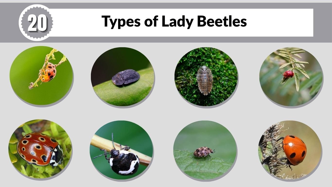 20 Types of Lady Beetles: Species Identification Guide