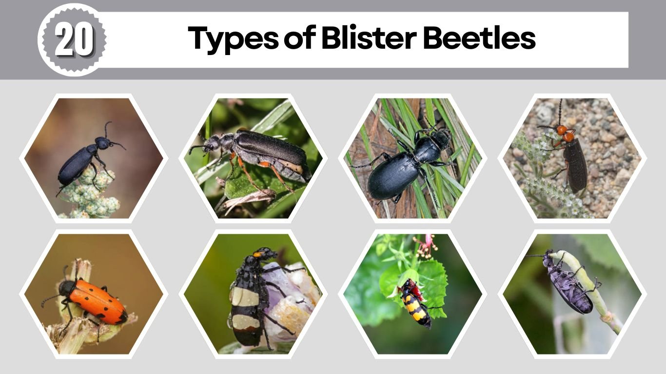 20 Types of Blister Beetles: Identification Guide