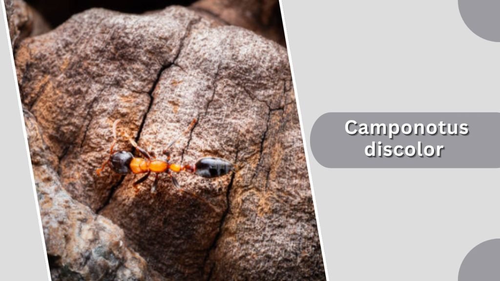 Camponotus discolor