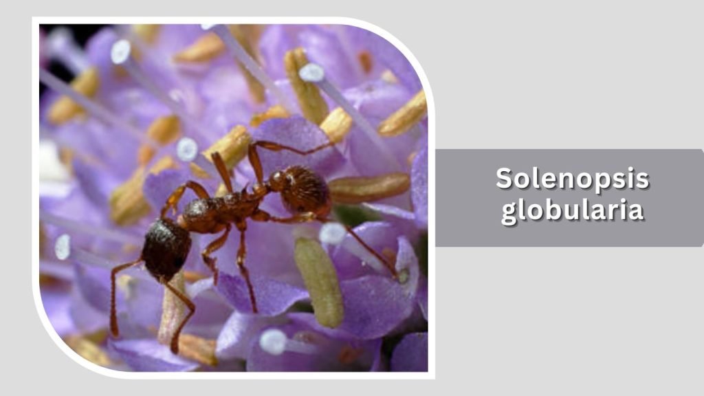 Solenopsis globularia