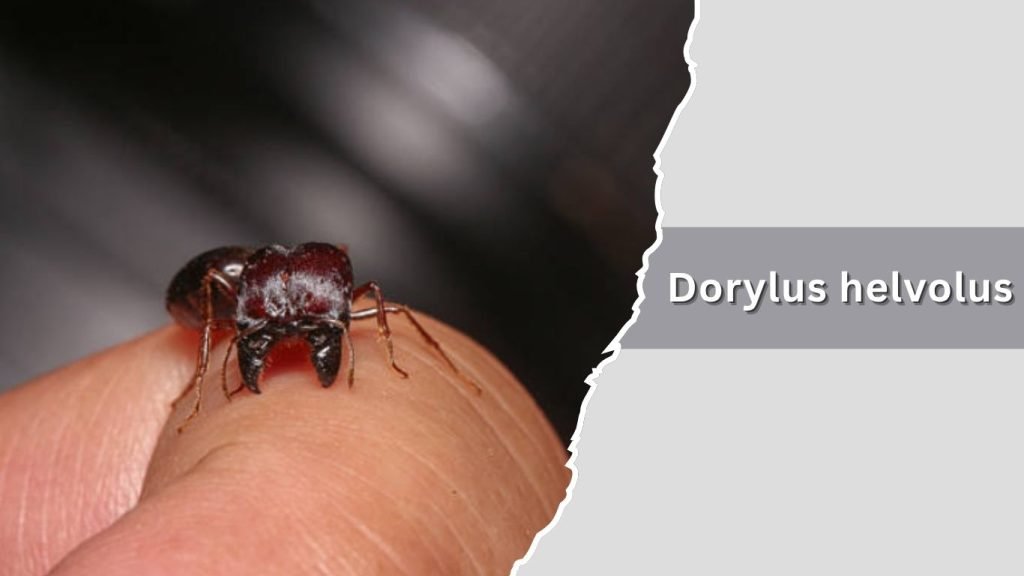 Dorylus helvolus