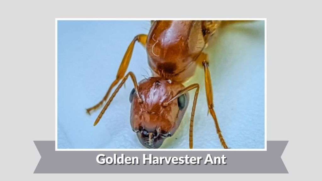 Golden Harvester Ant