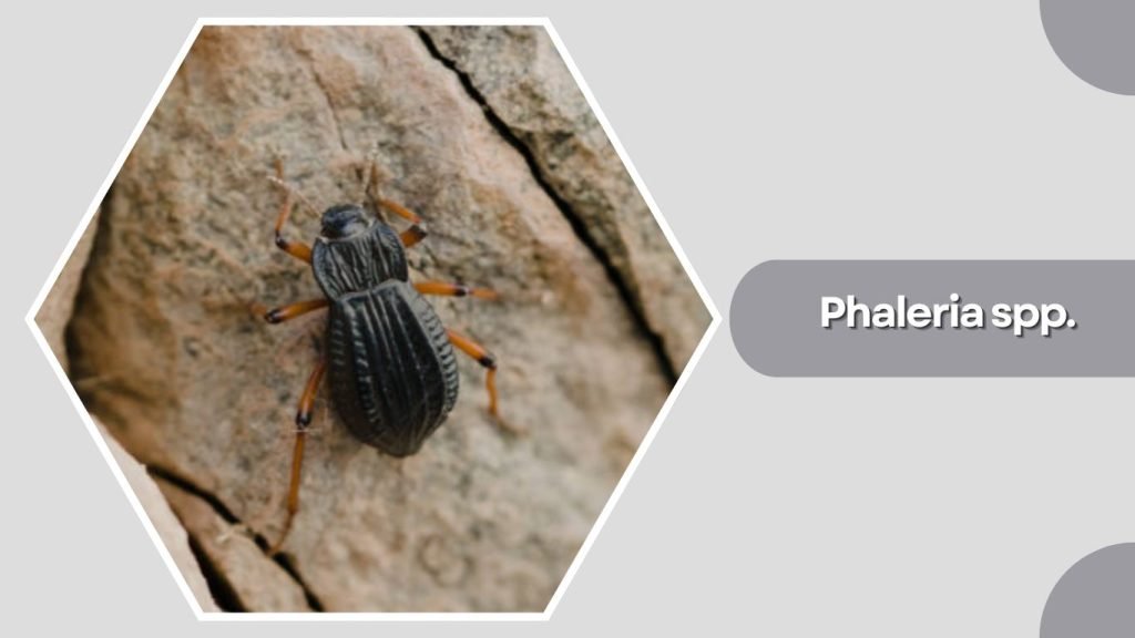 Phaleria spp.