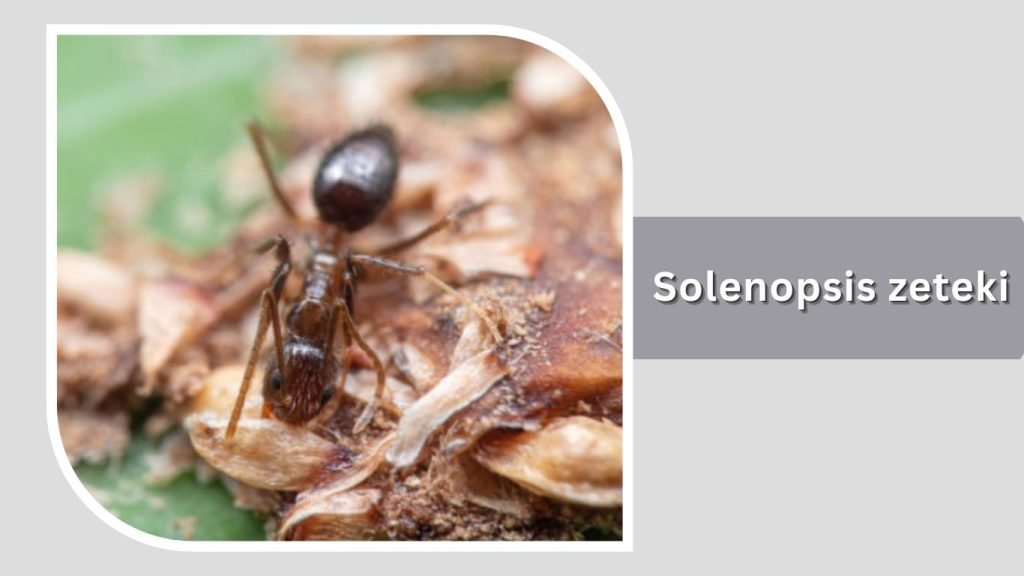 Solenopsis zeteki