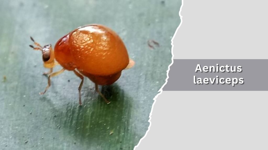 Aenictus laeviceps