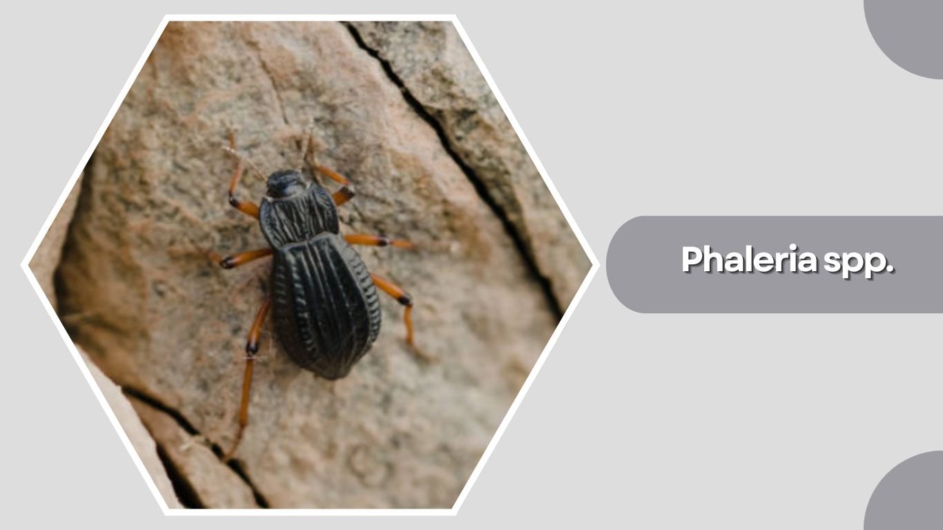 27 Types of Darkling Beetles: Species Identification Guide