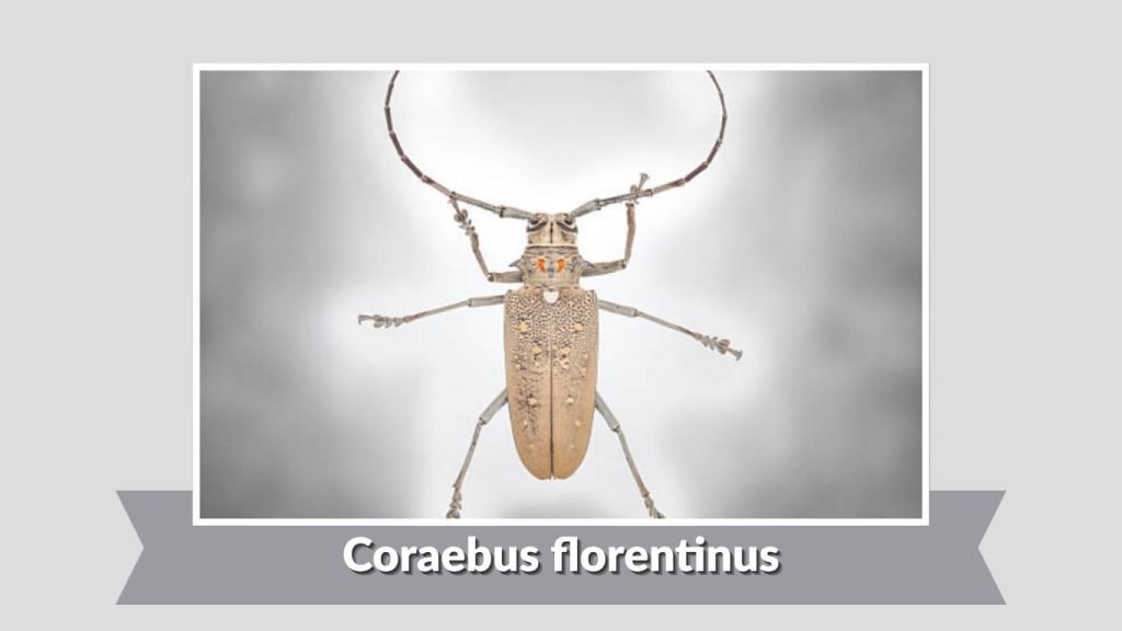 Coraebus florentinus