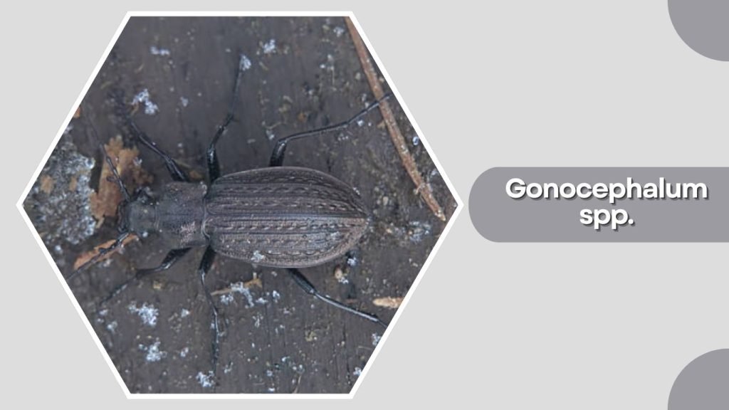 Gonocephalum spp.