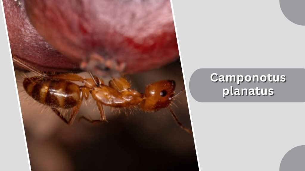 Camponotus planatus