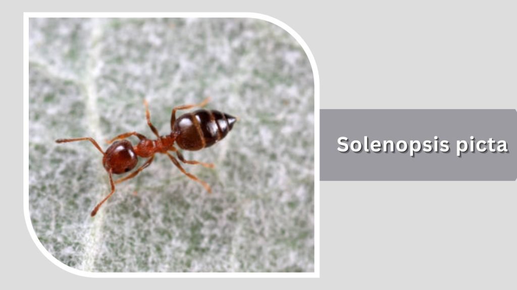 Solenopsis picta