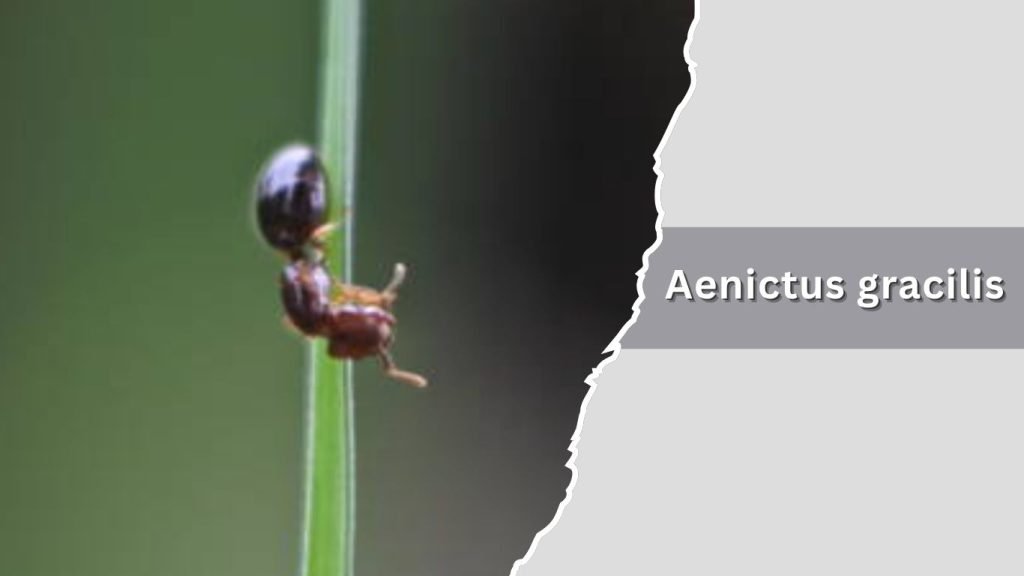  Aenictus gracilis