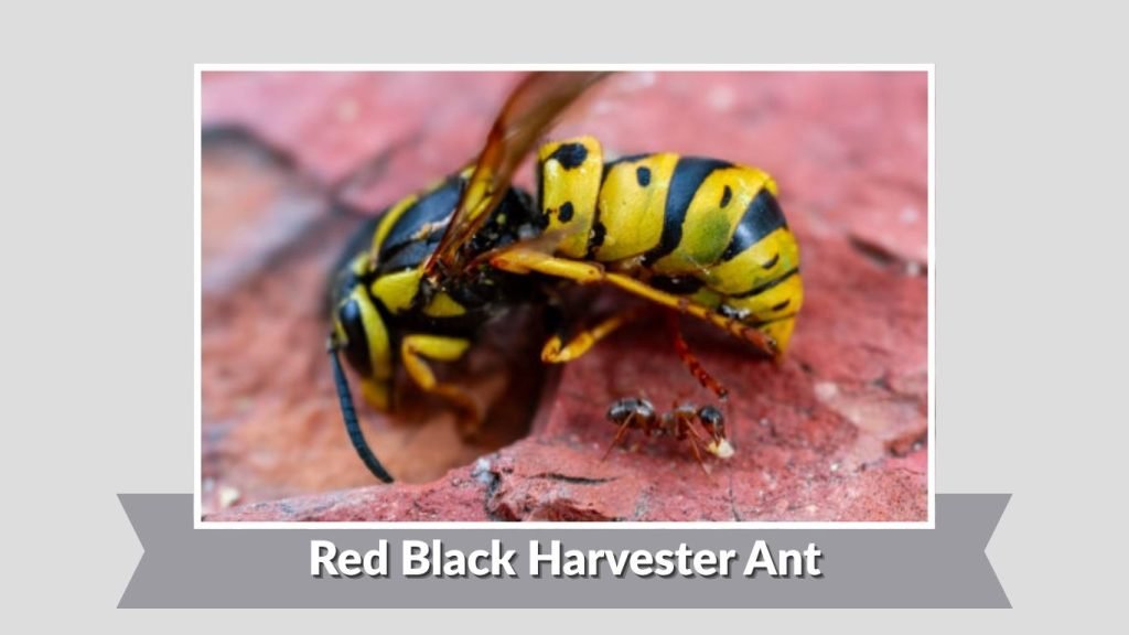  Red Black Harvester Ant