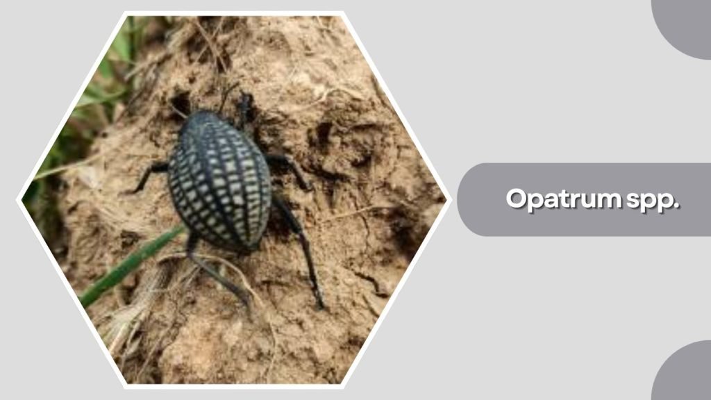 Opatrum spp.