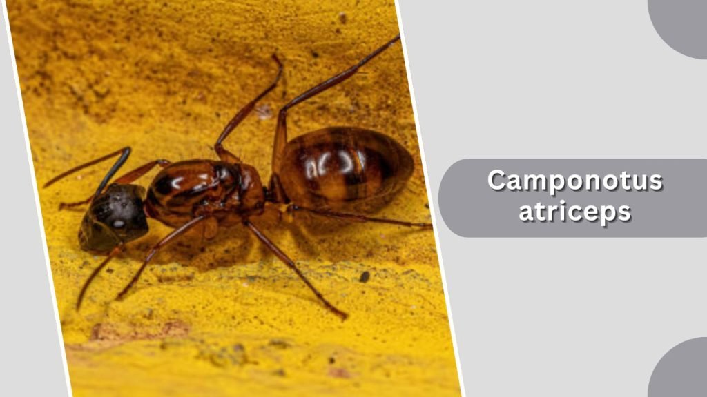 Camponotus atriceps