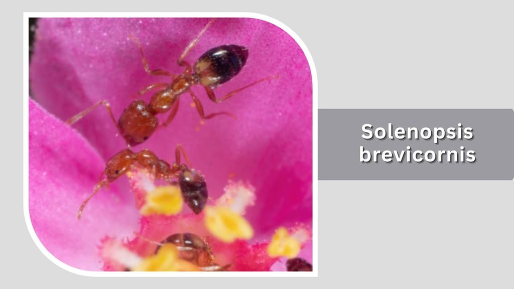  Solenopsis brevicornis