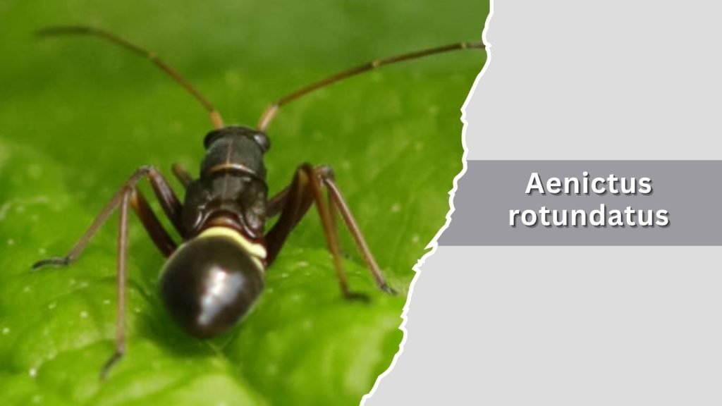 Aenictus rotundatus