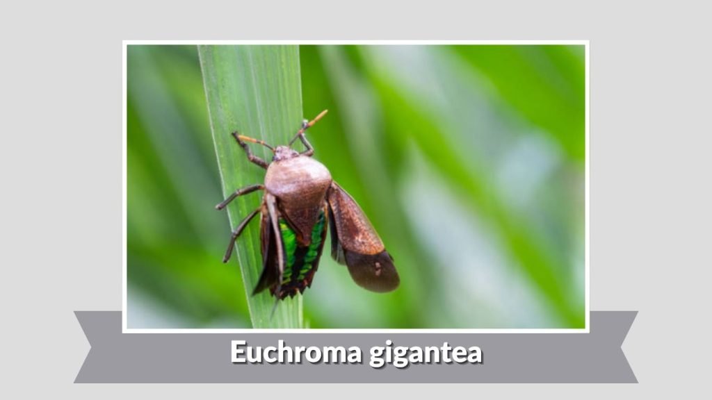  Euchroma gigantea