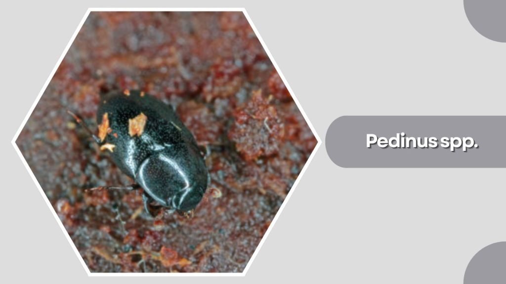 Pedinus spp.