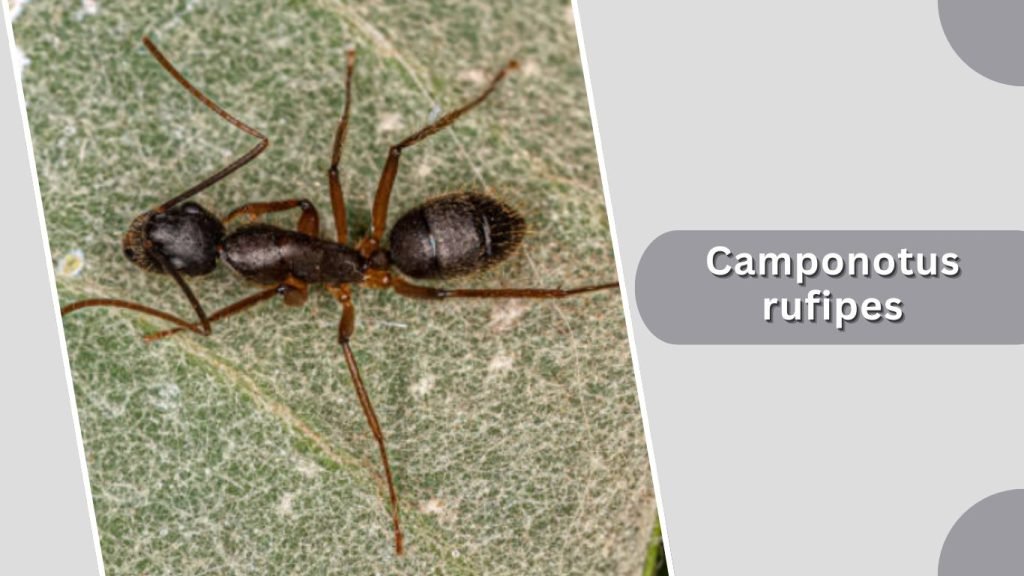 Camponotus rufipes