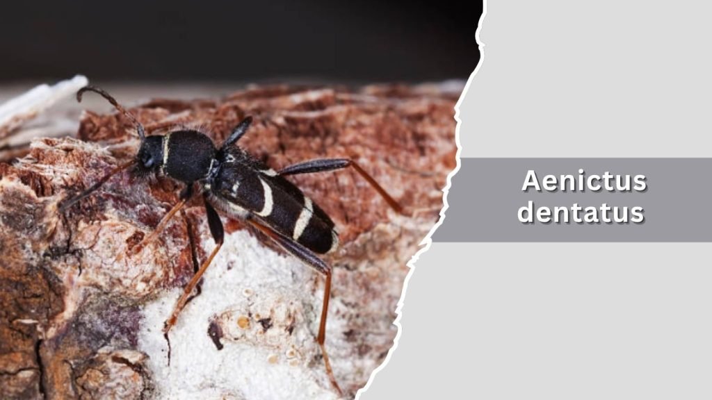  Aenictus dentatus