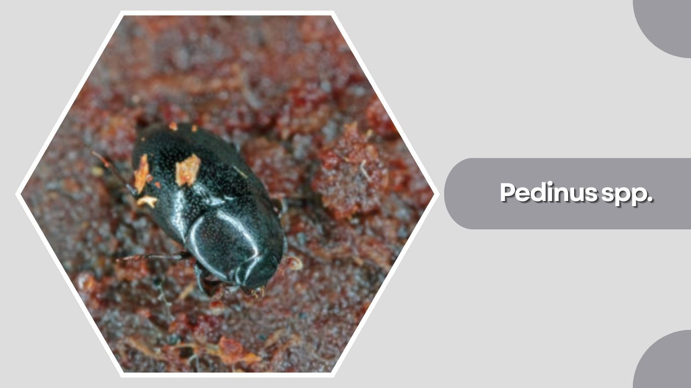 27 Types of Darkling Beetles: Species Identification Guide