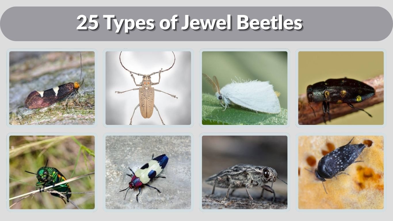 25 Types of Jewel Beetles: Species Identification Guide
