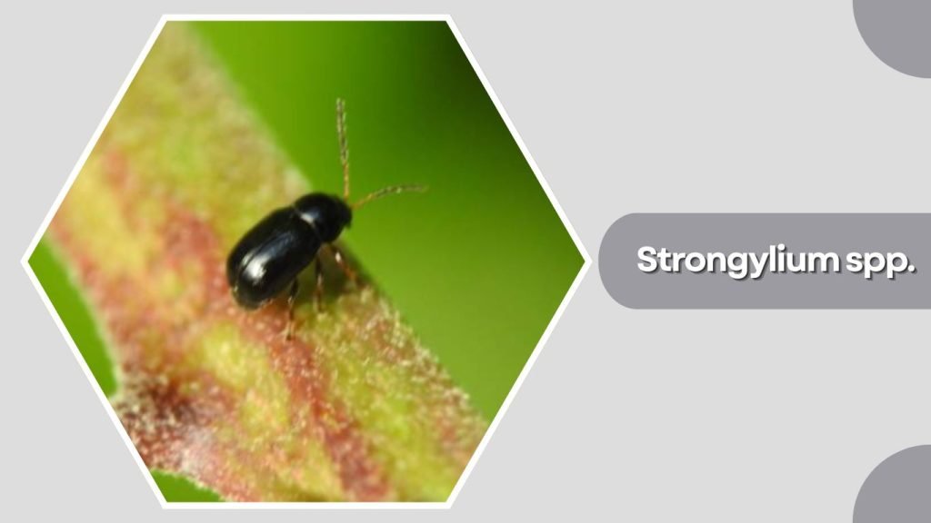 Strongylium spp.