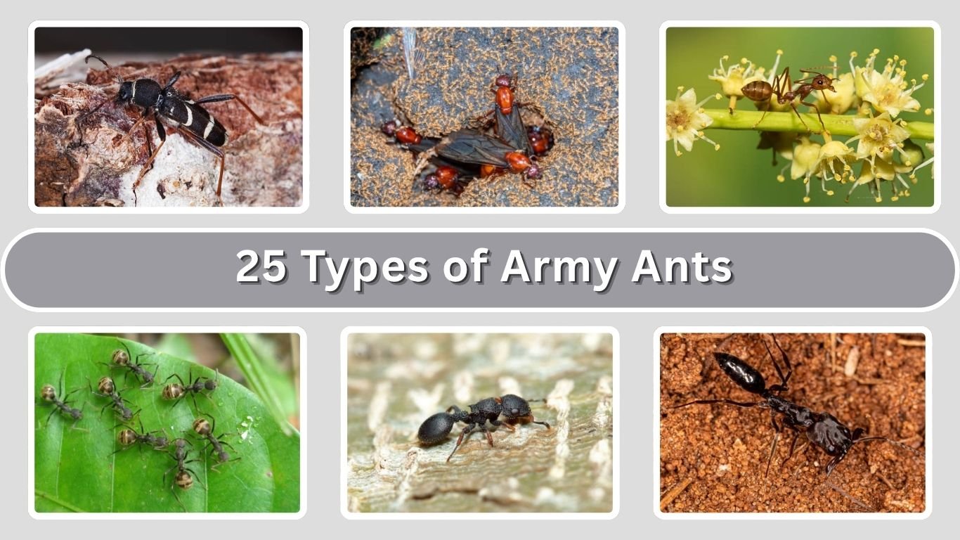 25 Types of Army Ants: Species Identification  With Pictures
