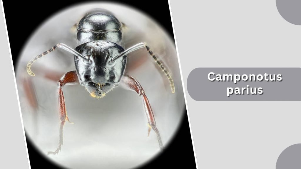  Camponotus parius 