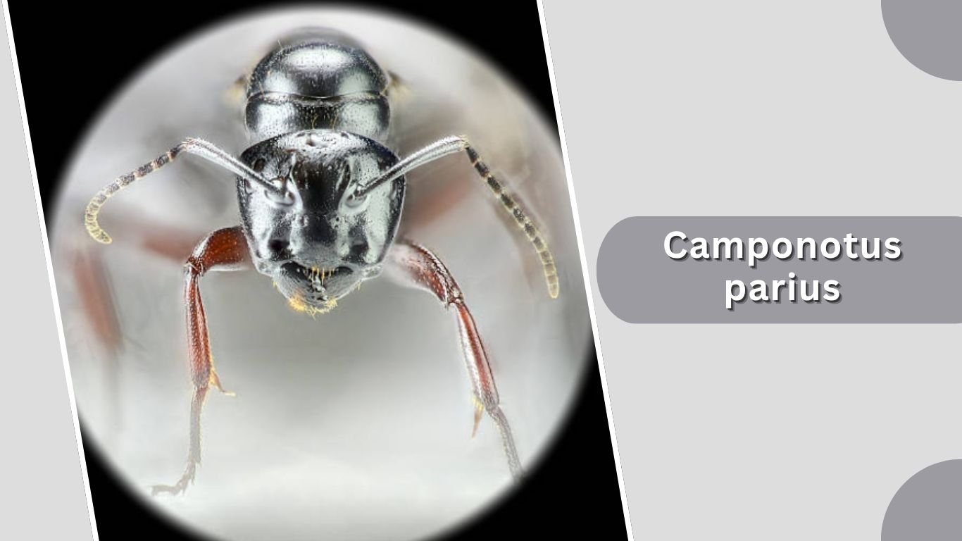 27 Types of Carpenter Ants: Species Identification With Pictures