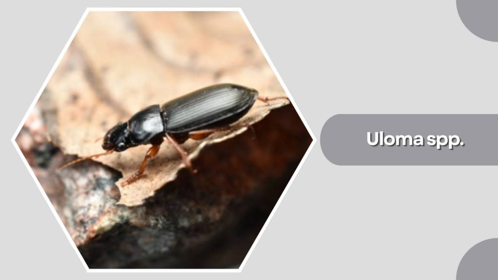 Uloma spp.